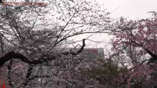 preview picture of video 'Japan Trip 2013 Tokyo Walking The Cherry Blossom season in Ueno Park 23'