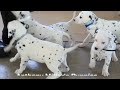 Dalmatian dogs for sale: Tulip - Video 1