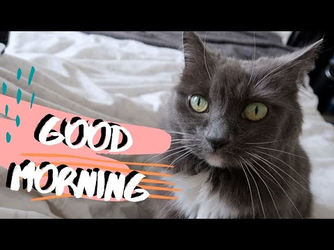 Cat Wants Morning Cuddles In Bed | Too CUTE