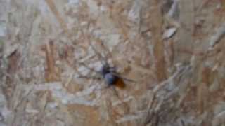 preview picture of video 'Giant Spider in Rockford, Michigan'