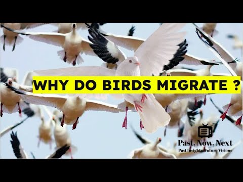 Why Do Birds Travel Thousands of Miles Every Year?