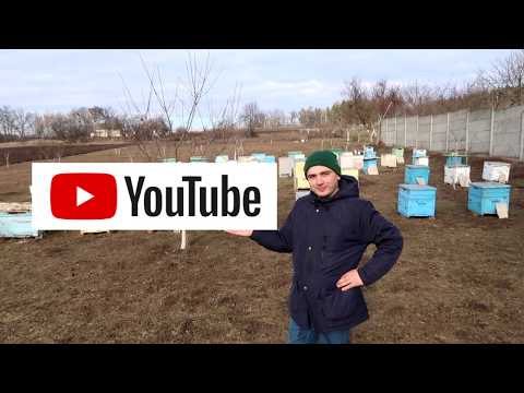 Мед липа 0,5л (700г) Маслянистой консистенции! - фото 5 - id-p1476753129