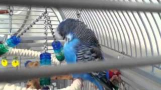 Charles [budgie] Preening... Feathers Falling Out?
