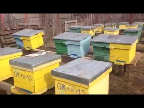 Apicultura - Vatra stupina Letca Veche BEE VLOGS