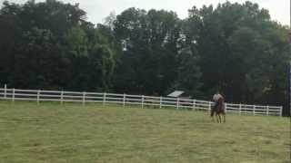 preview picture of video 'Trueno de Pinnacle Chestnut Paso Fino Gelding'