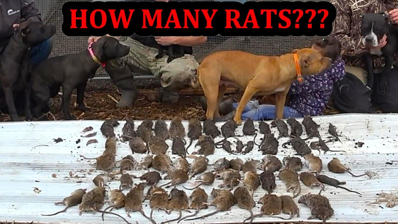 91 Rat Chicken Coop, How Many Rats 8 Months Later???
