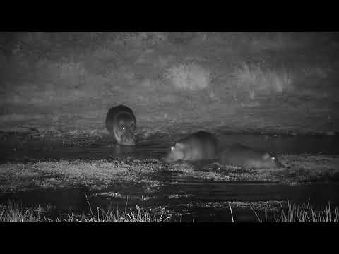 Djuma: Four Hippos in and out of the dam - 01:08 - 06/27/2022