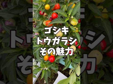 ガーデンオダマキ、ナガオダマキ 植物