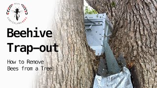BEEHIVE TRAP-OUT:​ How to remove bees from a tree