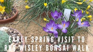 Early Spring Visit to Wisley Changing Some Bonsai