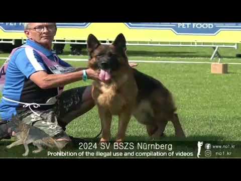 BSZS 2024 Working Class Females SV