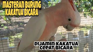 Download lagu masteran burung kakatua bicara mp3