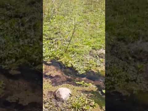 CAMINIAGA, CERRO COLORADO, CÓRDOBA.  PROTEJAMOS SU VERDOR!