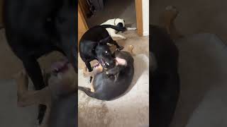 Video preview image #1 Mutt Puppy For Sale in Wakefield, RI, USA