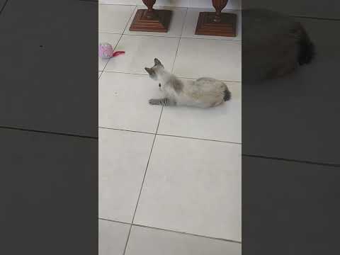 Vídeo de Calunga