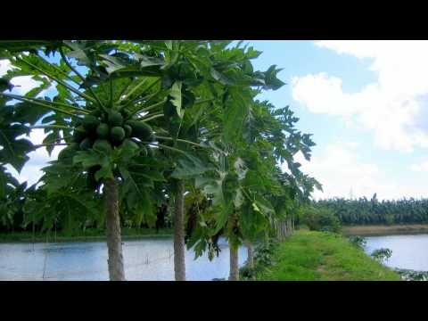 Nắng Đẹp Miền Nam -  Hoàng Oanh