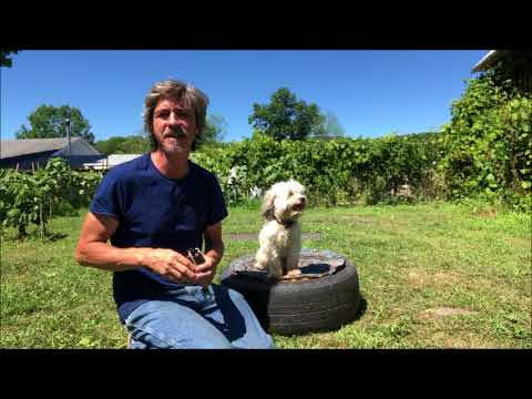Garmin Barklimiter 2 will save Dogs lives