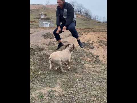 # The Happy Life of a Shepherd # Goat Jumping # Funny @ Forest Black Handsome Guy