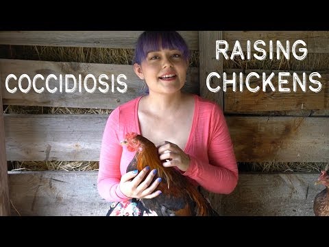 Do Chicks Need Medicated Feed? | Chicken Vlog 6