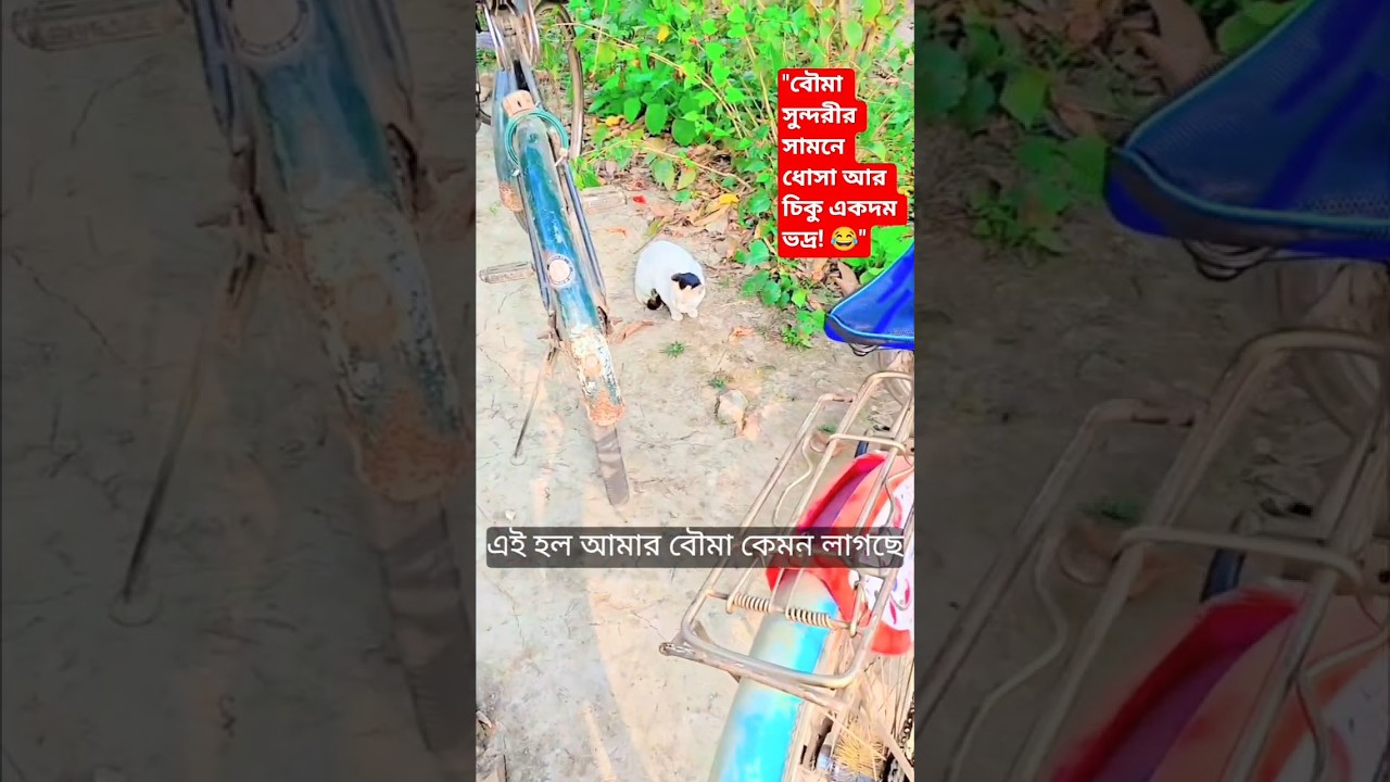 ধোসা, সুন্দরী আর চিকুর মাঝে কী কথা হচ্ছে? কেউ নড়ছে না কেন! 🤔🐾 #shorts #viral#dhosa #chiku