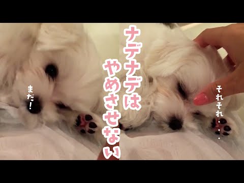 飼い主に撫でられてうっとりする犬 のサムネイル