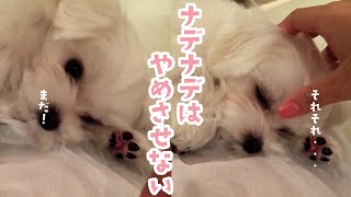 飼い主に撫でられてうっとりする犬 / 飼い主大好き のサムネイル