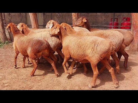 , title : 'Hissar sheep are sold only to hobbyists | Ishqibozlarga sotiladi'