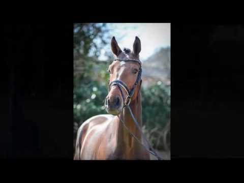 5 jähriger Wallach von Fürstenball  x Don Romantic