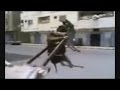 Juste Pour Rire Drôles Arabs Et Arabic Fail Compilation 2016