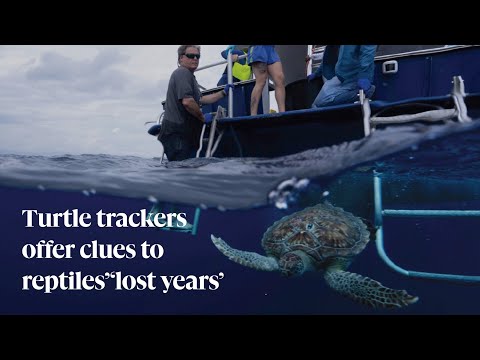Turtle trackers offer clues to reptiles’ ‘lost years’