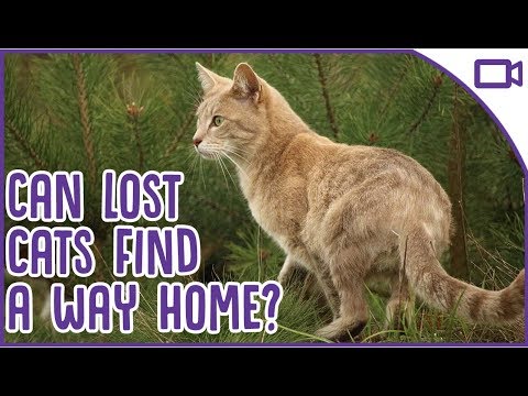 How to Find a Lost Cat! - Can Cats Find Their Way Home?