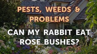 Can My Rabbit Eat Rose Bushes?
