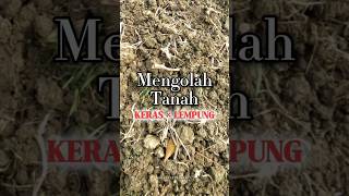 Download lagu bagaimana cara mengolah tanah keras lempung seperti ini? #berkebun #tanah #lempung #subur mp3