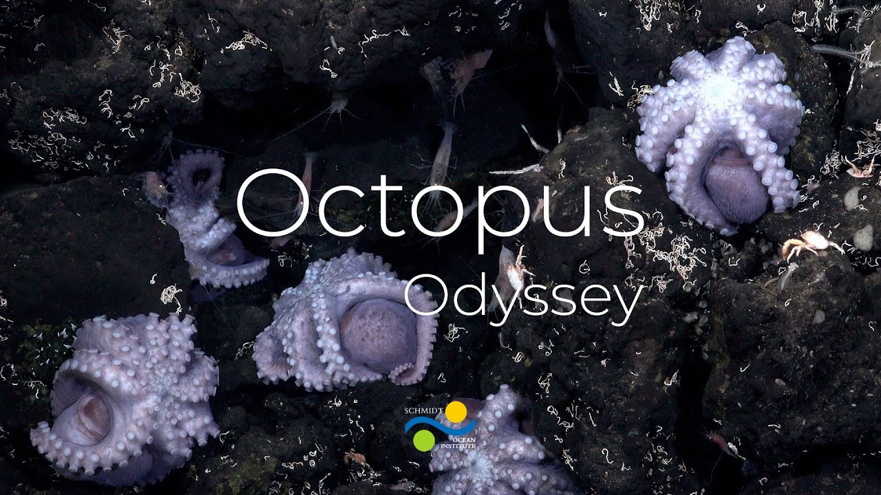 Octopus Odyssey | DOCUMENTAL Español