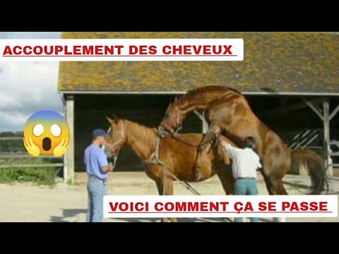 , title : 'accouplement des Chevaux'