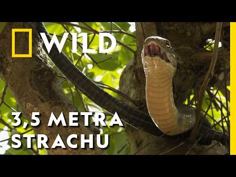 OGROMNA KOBRA ukryła się na terenie szkoły! | Węże w mieście: Jadowite starcie