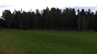 preview picture of video 'Roe Deer running in the fields / Rådjur i åkern'