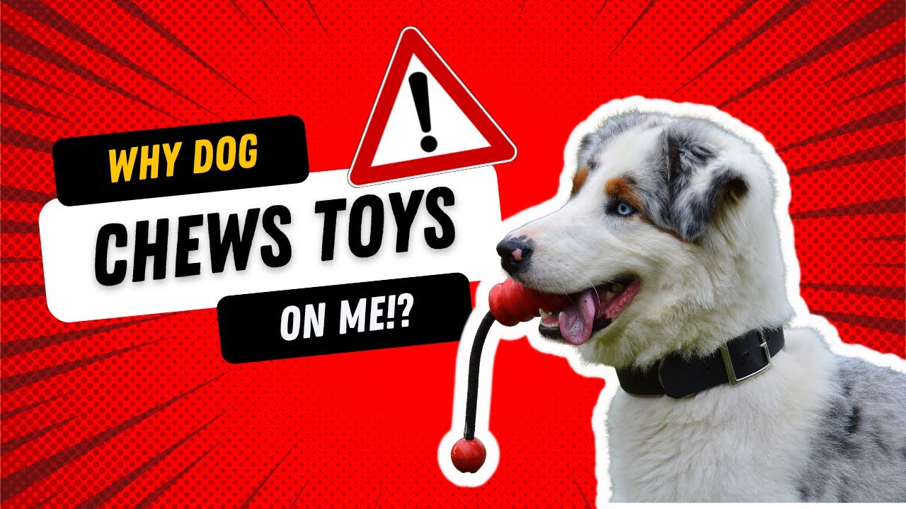 why does my dog chew his toys on me!? 🐶 🦷