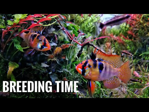 BREEDING TIME | Mikrogeophagus ramirezi German Blue