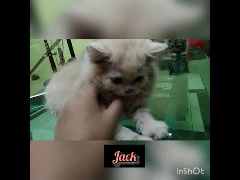 Family of Smoky😺😺