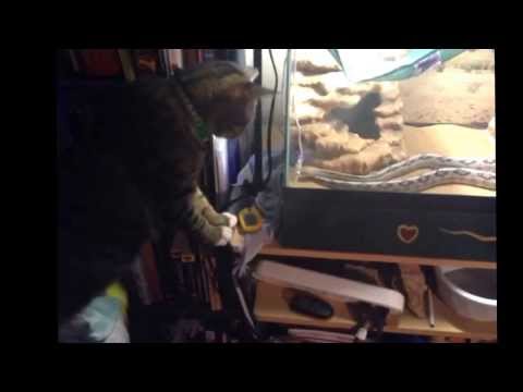 Early Morning wake Up Call