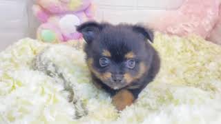 ハーフ犬の動画01