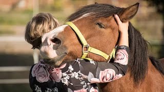 Lorsque les animaux sont amis avec les humains et qu'ils sont mignons, ils montrent leur affection.