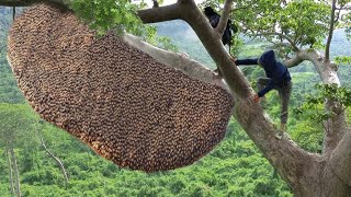 Unbelievable Jungle Honey Extraction – No Gear, Just Courage