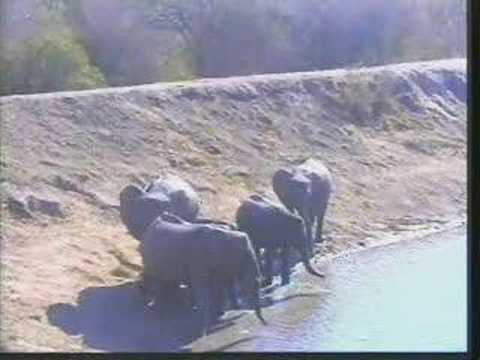 Small Breeding Herd Of Elephants