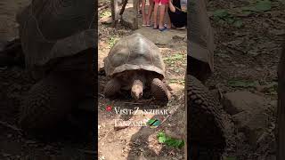 Quick Tips for Visiting Zanzibar Tanzania #shorts #zanzibar #tanzania