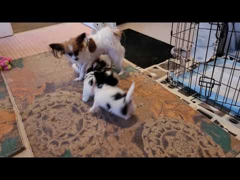 Papillon puppies 6 weeks old