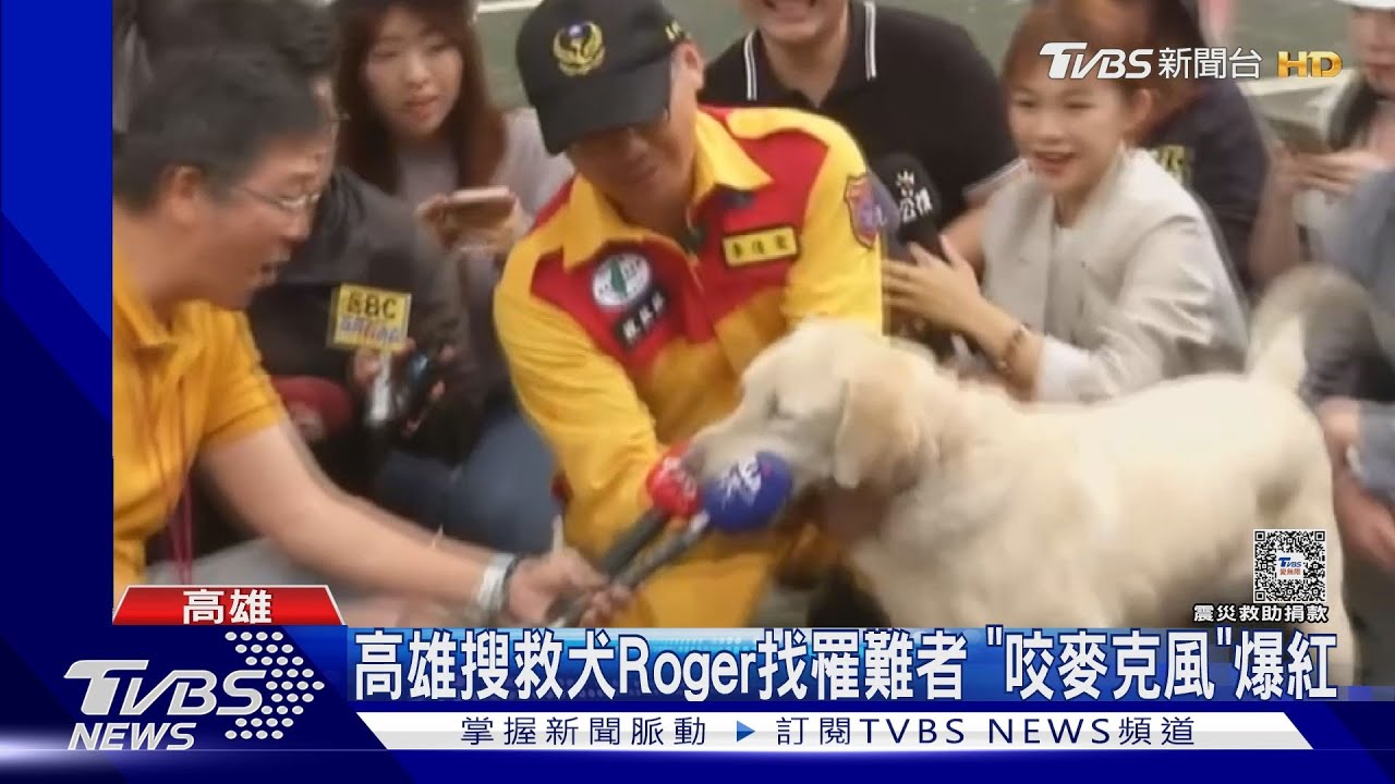 搜救犬Roger幼時萌呆超Q!考試狀元花蓮任務結束「退休了」