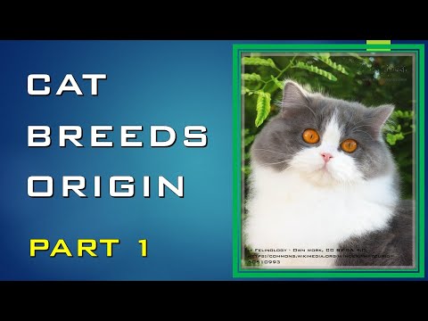 CATS BREEDS ORIGIN PART 1| (#18)