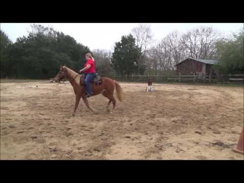 Tennessee Walking Horse Diva- Clinton Anderson Method  Cruise Control